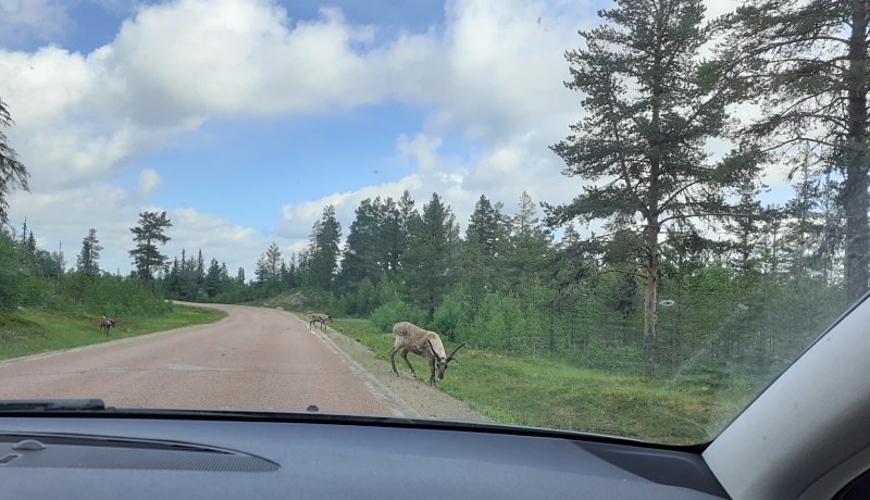 Renar - en vanlig syn på roadtrip i Norrland