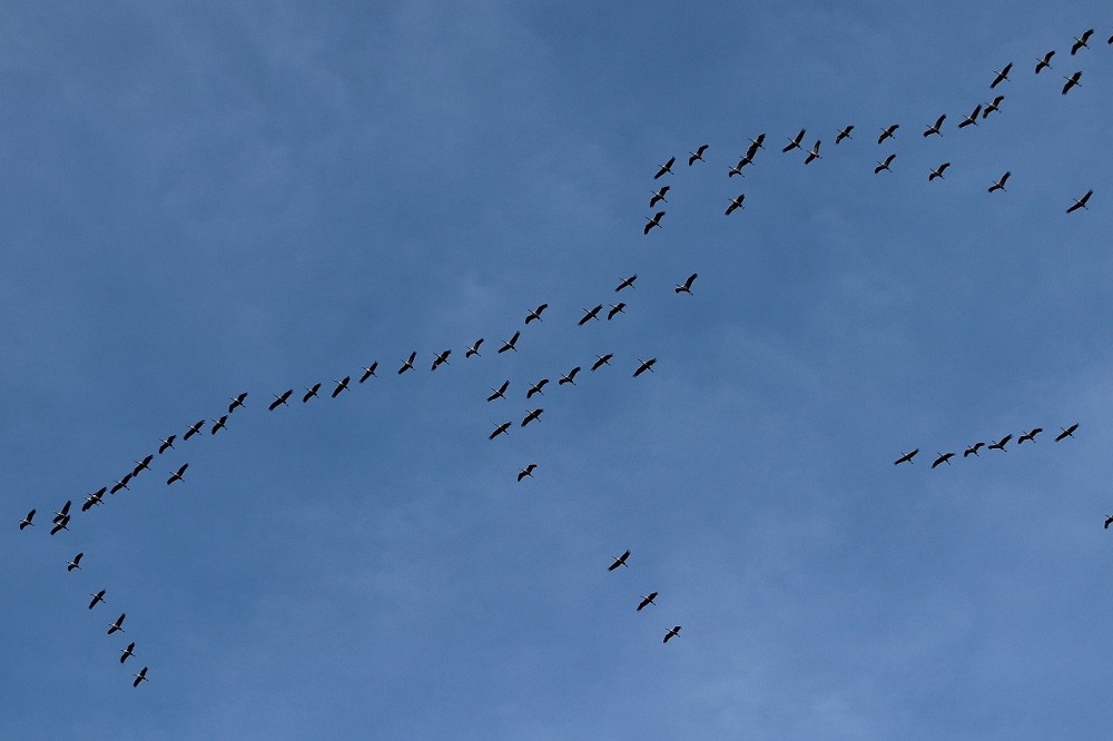 Hur gör du för att flytta eller migrera en hemsida?