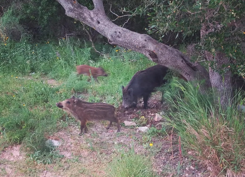 Vildsvin på stranden i Arrabida